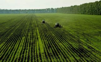 黑龍江糧食收購加工補貼政策 對玉米每噸補貼150元